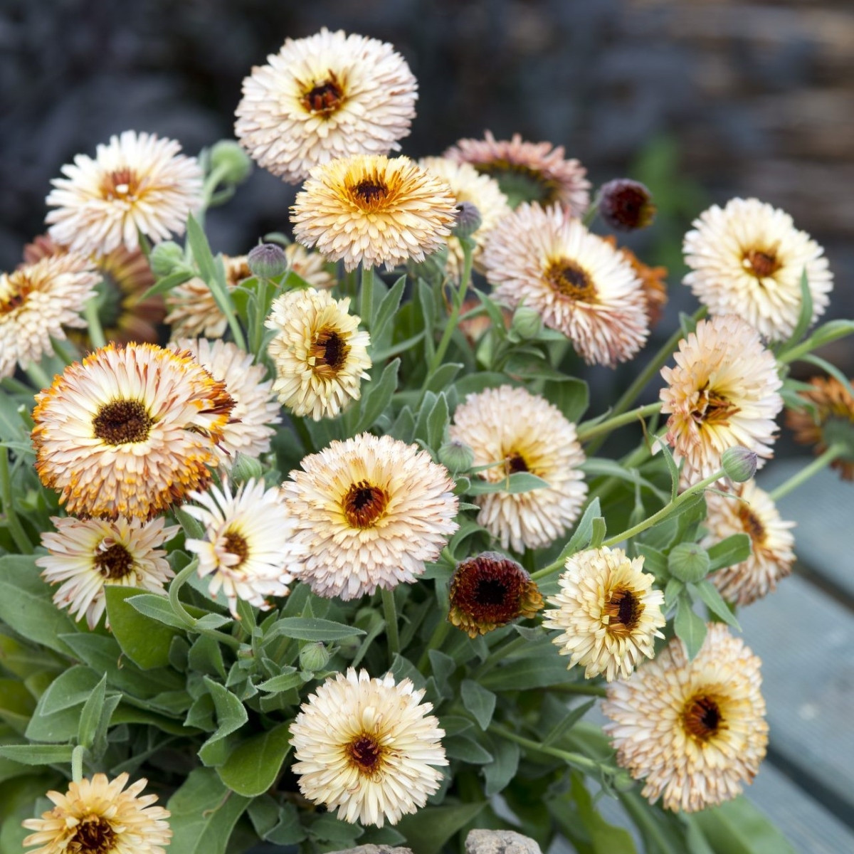 Měsíček lékařský Pygmy Buff - Calendula officinalis - semena - 30 ks