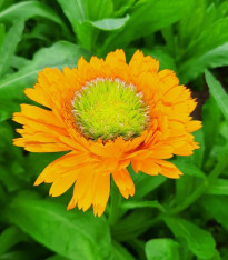 Měsíček lékařský Greenheart Orange - Calendula officinalis - semena - 30 ks