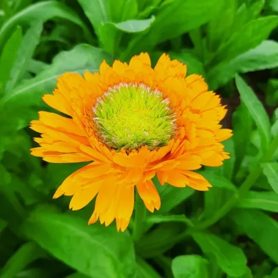Měsíček lékařský Greenheart Orange - Calendula officinalis - semena - 30 ks