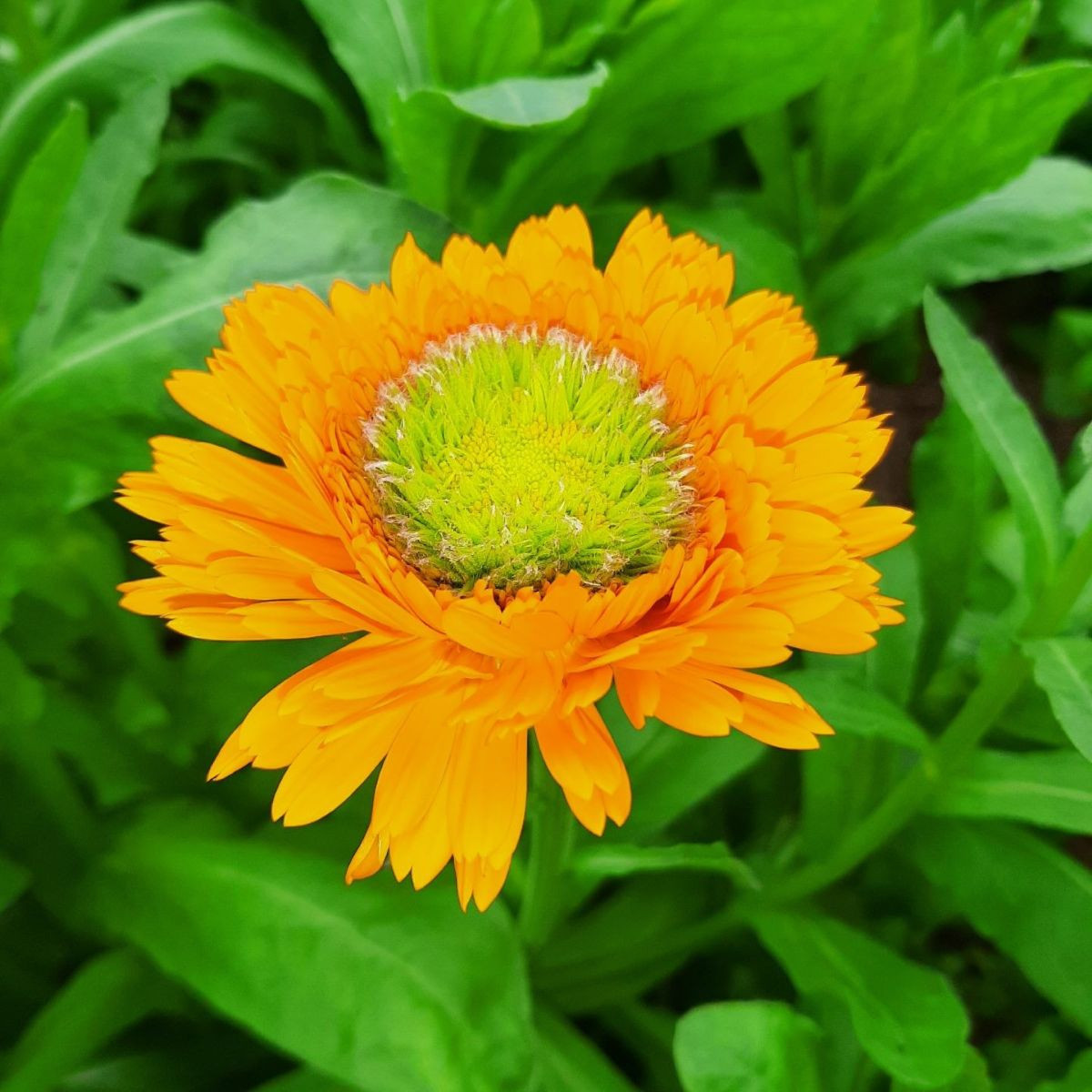 Měsíček lékařský Greenheart Orange - Calendula officinalis - semena - 30 ks