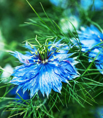 Černucha damašská Miss Jekyll Dark Blue - Nigella damascena - semena - 200 ks