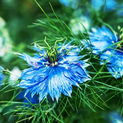 Černucha damašská Miss Jekyll Dark Blue - Nigella damascena - semena - 200 ks