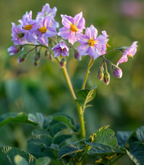 Brambory Jubila F1 - Solanum tuberosum - semena - 1 ks