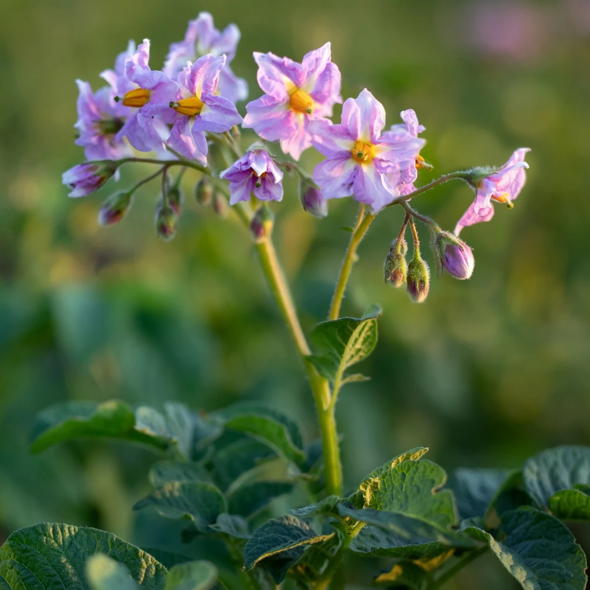 Brambory Jubila F1 - Solanum tuberosum - semena - 1 ks