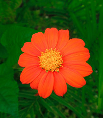Titónie okrouhlolistá Fiesta Del Sol - Tithonia rotundifolia - semena - 60 ks