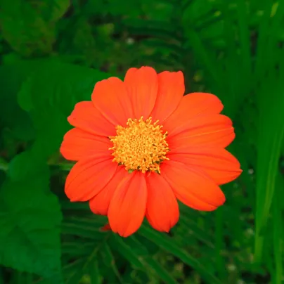 Titónie okrouhlolistá Fiesta Del Sol - Tithonia rotundifolia - semena - 60 ks