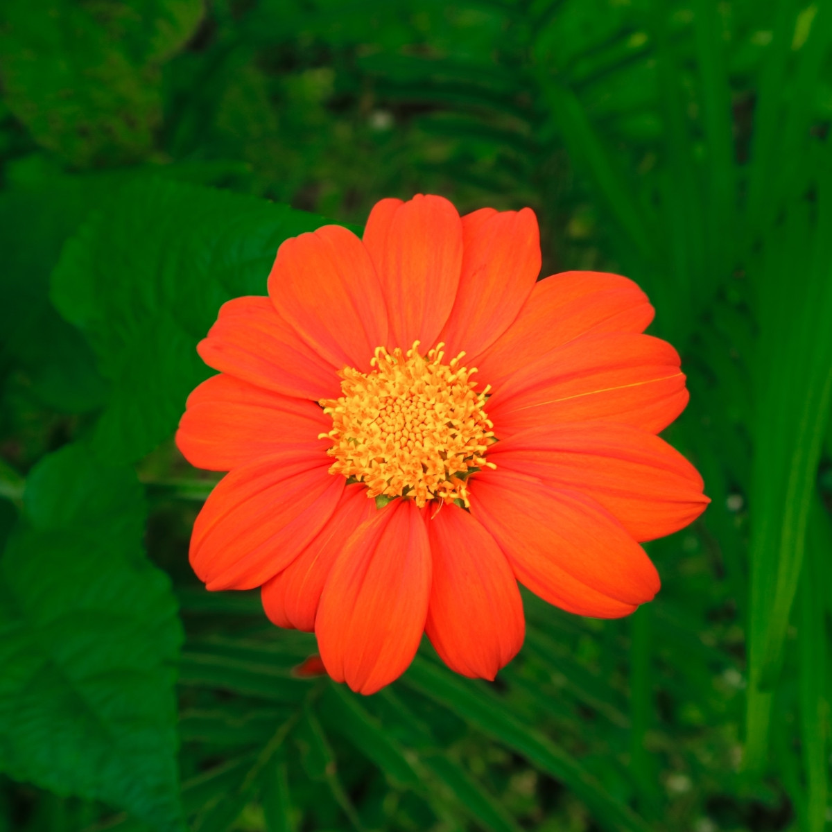 Titónie okrouhlolistá Fiesta Del Sol - Tithonia rotundifolia - semena - 60 ks