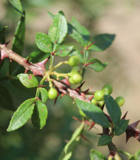 Sečuánský pepř - Zanthoxylum armatum - semena - 5 ks