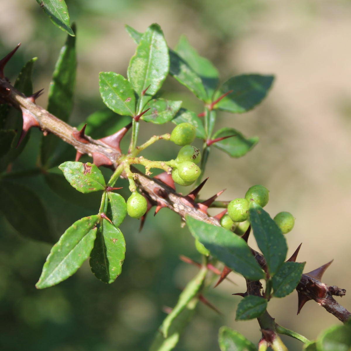 Sečuánský pepř - Zanthoxylum armatum - semena - 5 ks