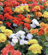 Směs begónií - Begonia mix - cibuloviny - 10 ks