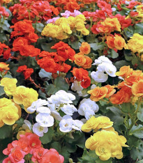 Směs begónií - Begonia mix - cibuloviny - 10 ks