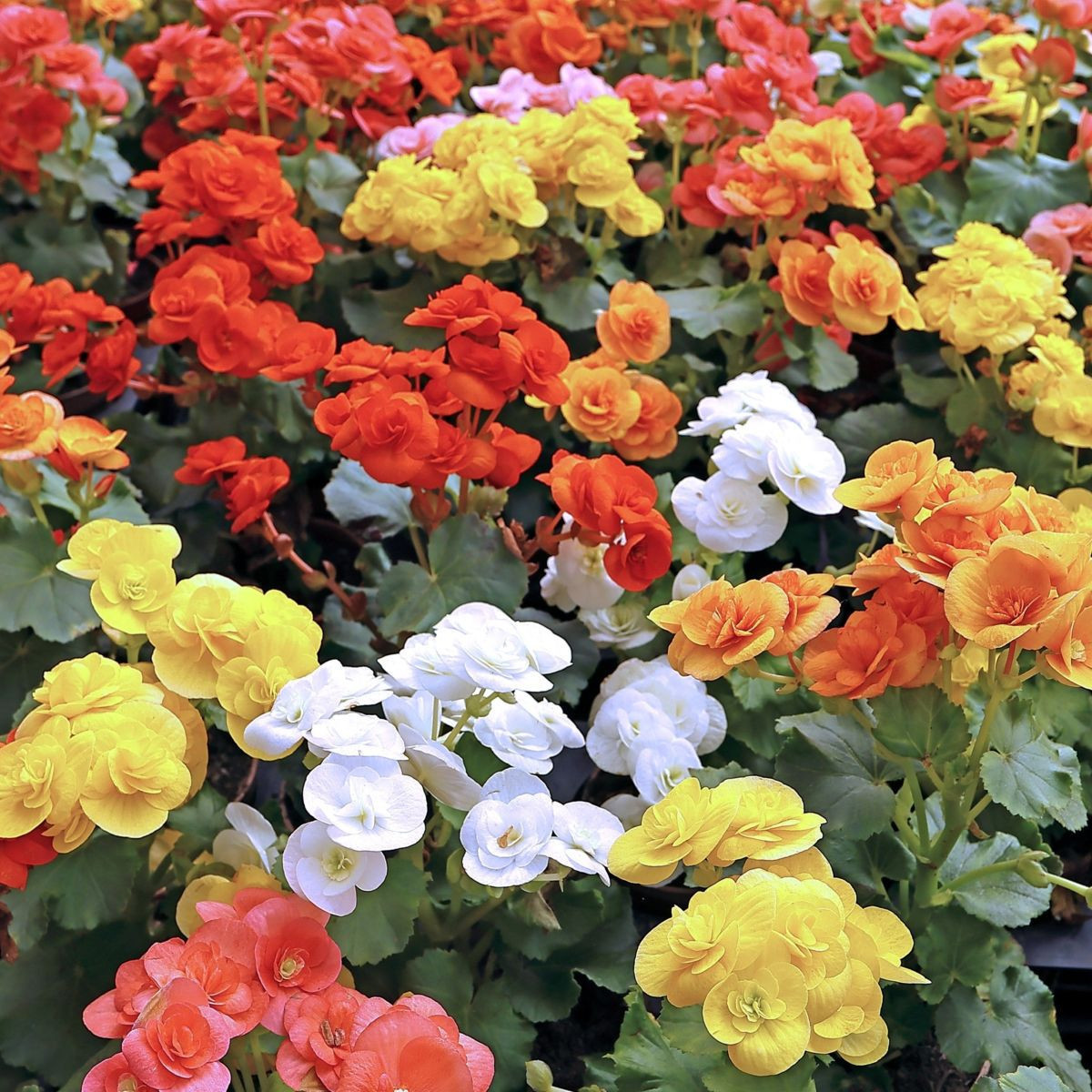 Směs begónií - Begonia mix - cibuloviny - 10 ks