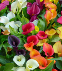 Směs kal - Zantedeschia mix - cibuloviny - 5 ks