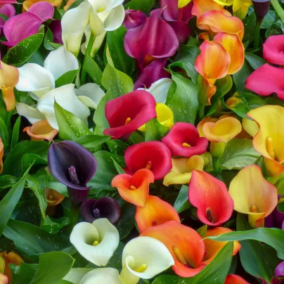 Směs kal - Zantedeschia mix - cibuloviny - 5 ks
