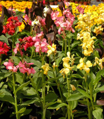 Směs dosen - Canna mix - cibuloviny - 5 ks