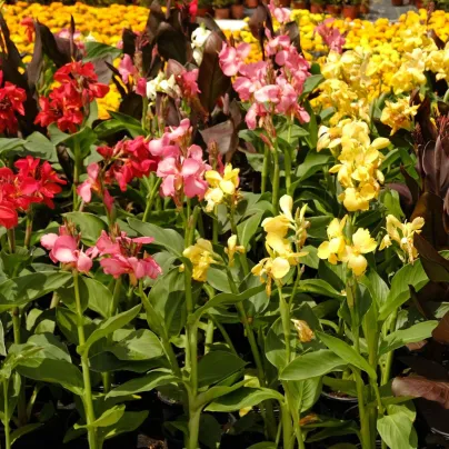Směs dosen - Canna mix - cibuloviny - 5 ks