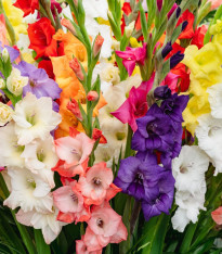 Směs gladiol - Gladiolus mix - cibuloviny - 15 ks