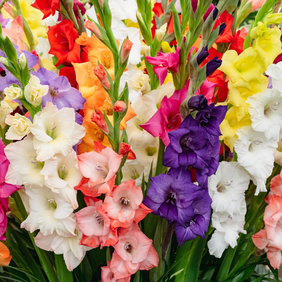 Směs gladiol - Gladiolus mix - cibuloviny - 15 ks