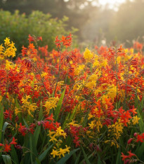 Směs montbrécií - Crocosmia mix - cibuloviny - 20 ks
