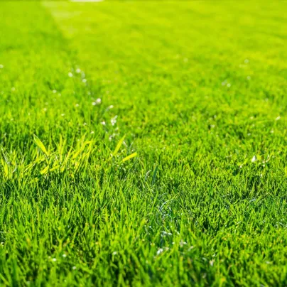 Trávník pro suchá stanoviště - Kiepenkerl - travní směs - 25 g