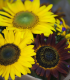 Semena slunečnice – Slunečnice Formular Mix F1 – Helianthus annuus