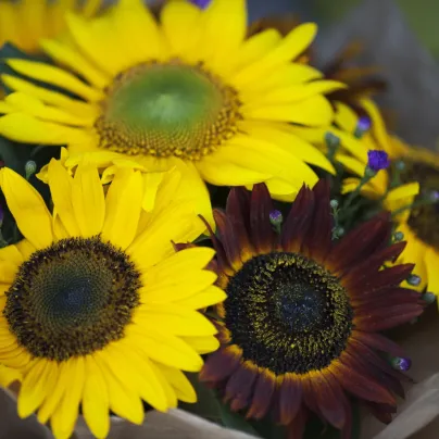 Semena slunečnice – Slunečnice Formular Mix F1 – Helianthus annuus