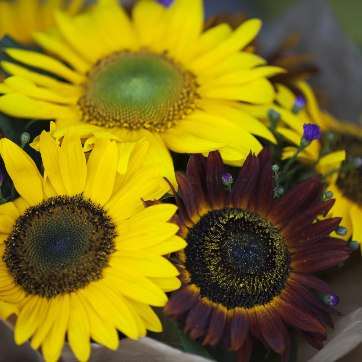 Semena slunečnice – Slunečnice Formular Mix F1 – Helianthus annuus
