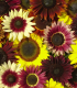 Slunečnice Formular Mix F1 - Helianthus annuus - semena - 6 ks