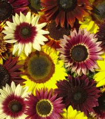Slunečnice Formular Mix F1 - Helianthus annuus - semena - 6 ks
