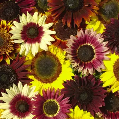 Slunečnice Formular Mix F1 - Helianthus annuus - semena - 6 ks