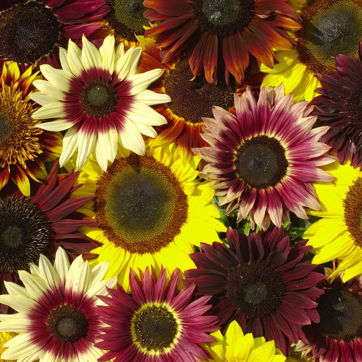 Slunečnice Formular Mix F1 - Helianthus annuus - semena - 6 ks