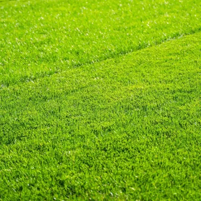 Trávník pro suchá stanoviště Premium Profi Line - Kiepenkerl - travní směs - 1 kg