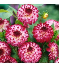 Jiřinka Little Robert - Dahlia - cibuloviny - 1 ks