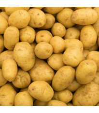 Sadbové brambory Princess - Solanum tuberosum - 5 kg