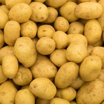 Sadbové brambory Princess - Solanum tuberosum - 5 kg
