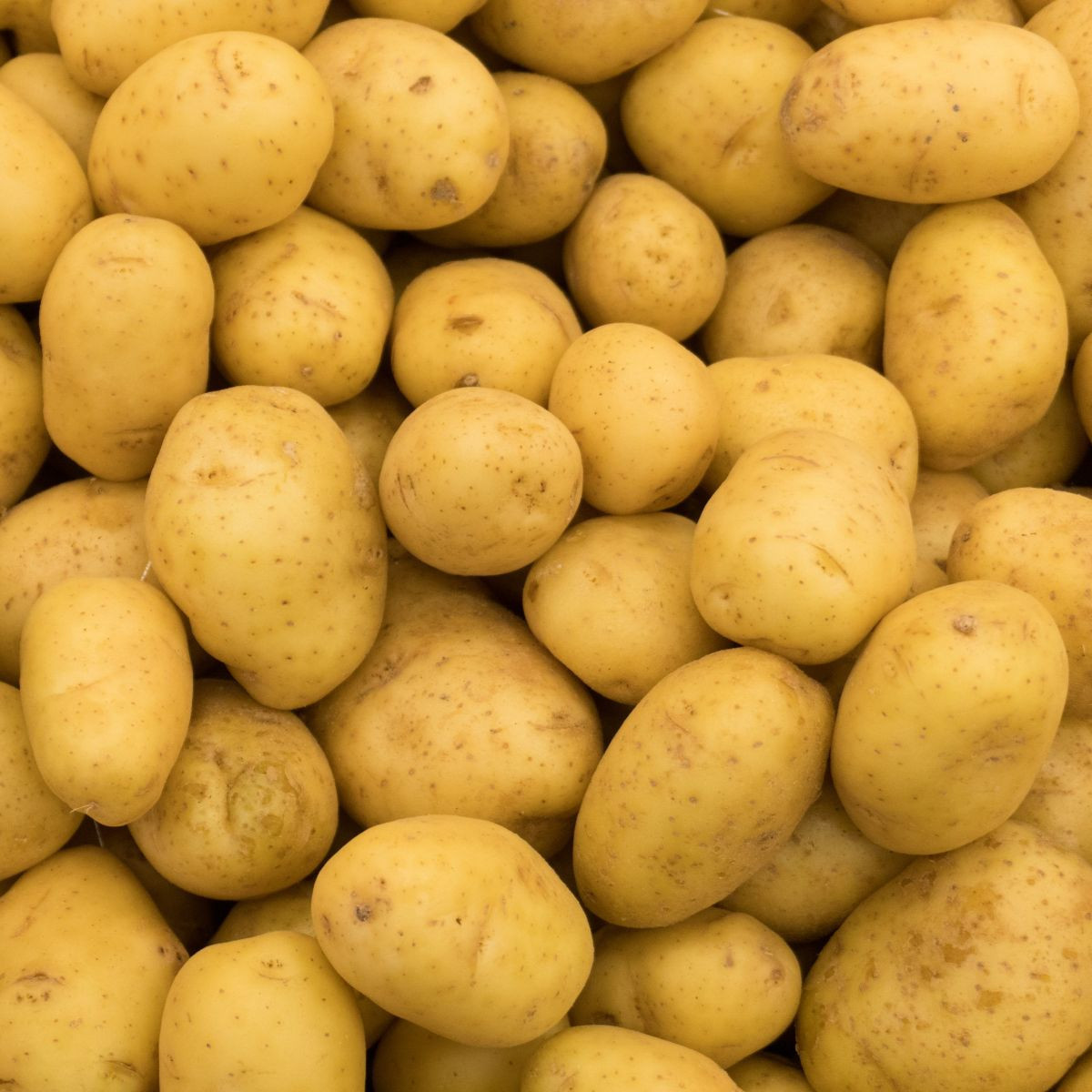 Sadbové brambory Princess - Solanum tuberosum - 5 kg