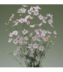 Stračka Jennys Pearl F1 Pink - Delphinium grandiflorum - semena - 10 ks