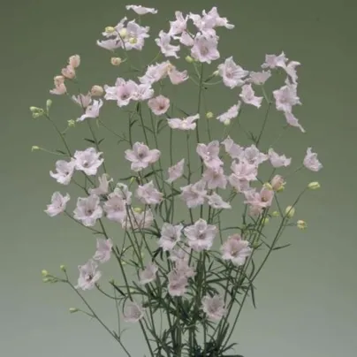 Stračka Jennys Pearl F1 Pink - Delphinium grandiflorum - semena - 10 ks