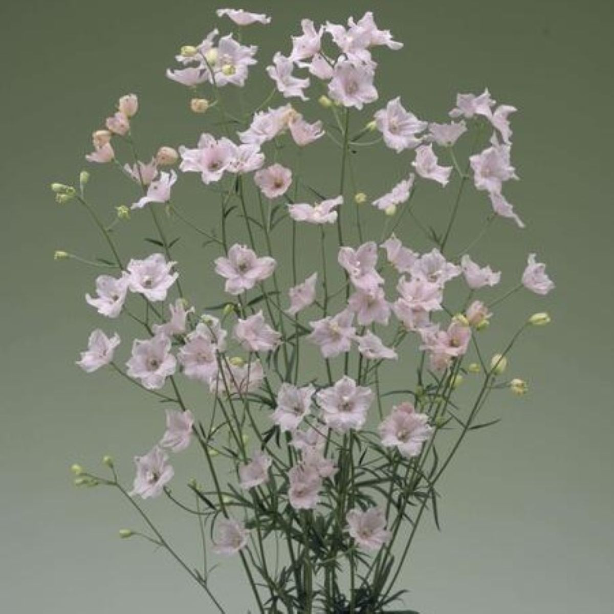 Stračka Jennys Pearl F1 Pink - Delphinium grandiflorum - semena - 10 ks