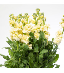 Fiala Cinderella Yellow - Matthiola incana - semena - 40 ks