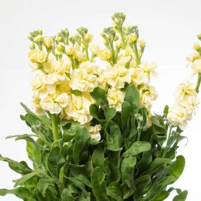 Fiala Cinderella Yellow - Matthiola incana - semena - 40 ks