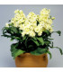 Fiala Cinderella Yellow - Matthiola incana - semena - 40 ks