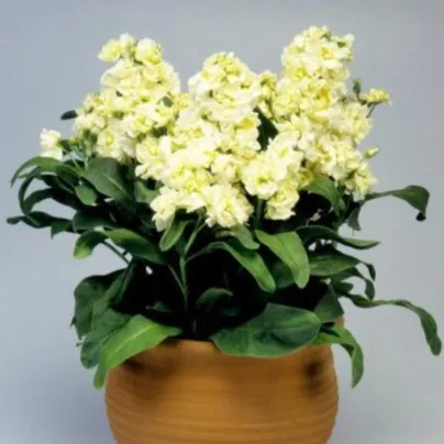 Fiala Cinderella Yellow - Matthiola incana - semena - 40 ks