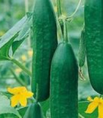 Okurka Hadovka Paska F1 setá salátová - Cucumis sativus - semena - 4 ks