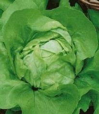Salát hlávkový Ovation - Lactuca sativa - semena - 0,5 g