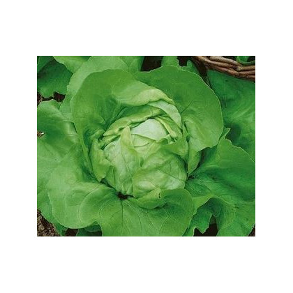 Salát hlávkový Ovation - semena salátu - Lactuca sativa - 0,5 gr