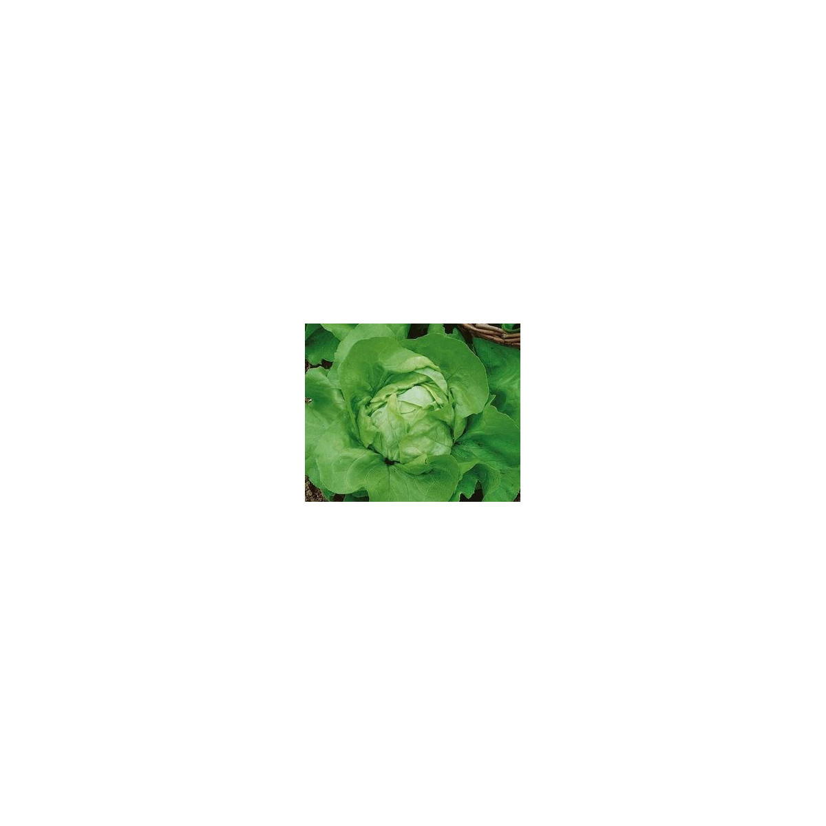 Salát hlávkový Ovation - semena salátu - Lactuca sativa - 0,5 gr