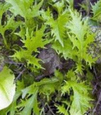 Mix provensálského salátu - semena - 0,1 g