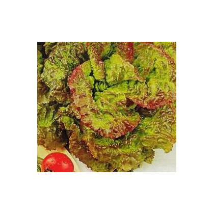 Salát hlávkový červený - semena Salátu - Latusa sativa - 0,5 gr