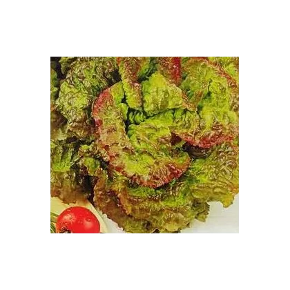 Salát hlávkový červený - Latusa sativa - semena - 0,5 g